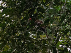 Red-billed Dwarf Hornbill