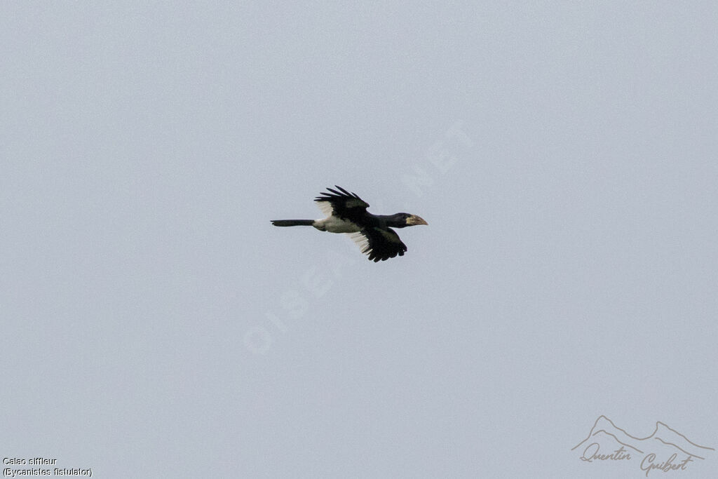 Piping Hornbill