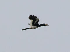 Piping Hornbill