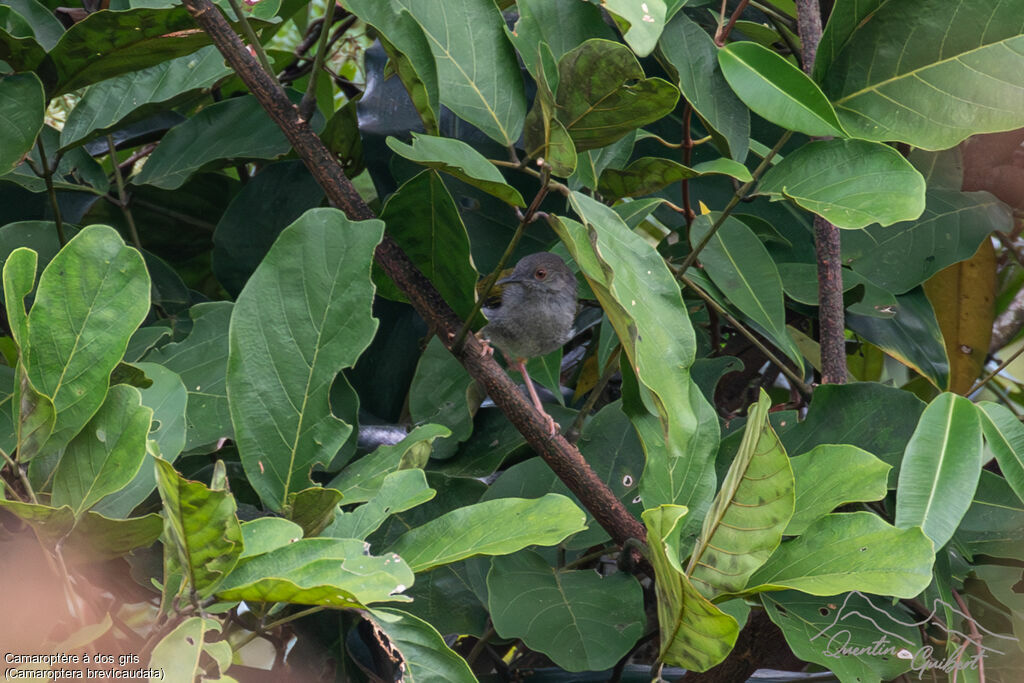 Camaroptère à dos gris