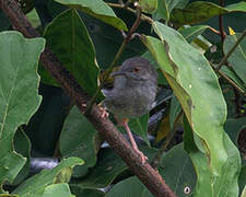 Grey-backed Camaroptera