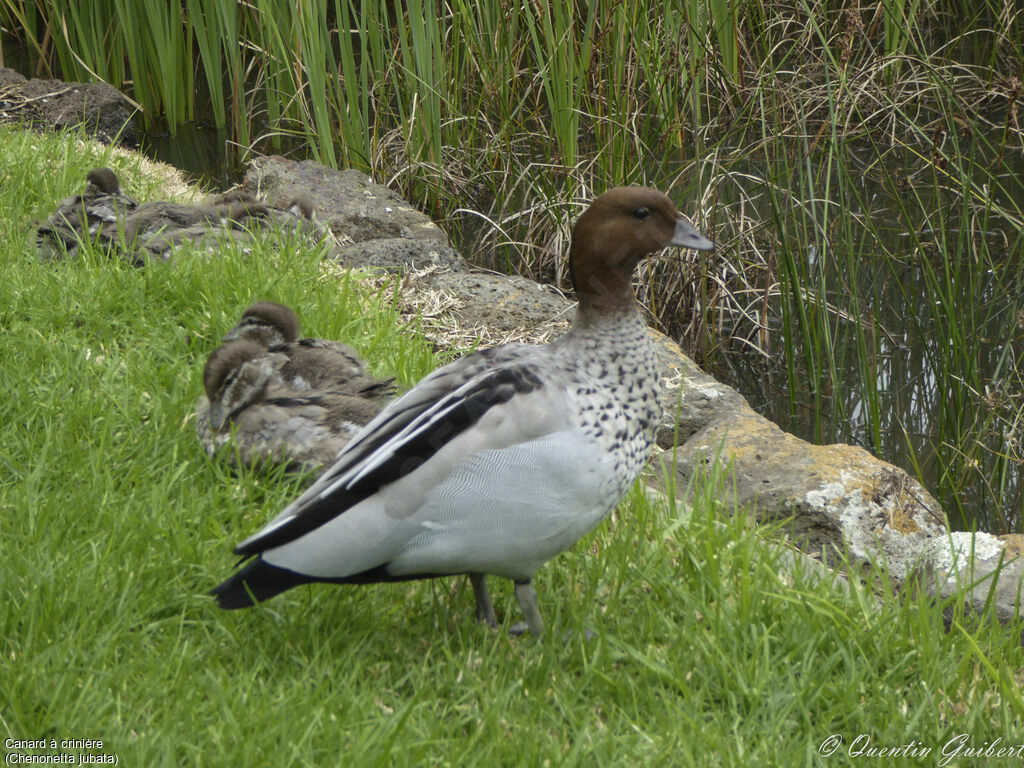 Maned Duck, identification