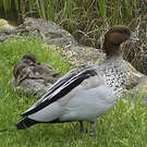Canard à crinière