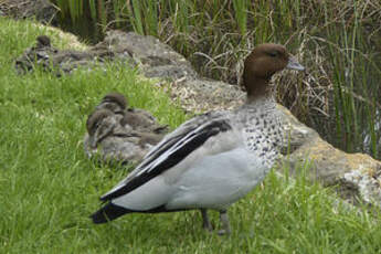 Canard à crinière