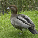 Canard à crinière