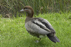 Canard à crinière