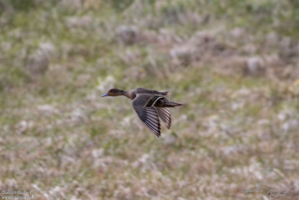 Eaton's Pintail male adult, pigmentation, Flight