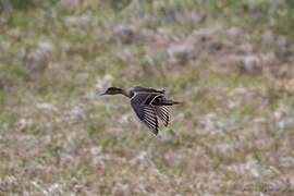 Eaton's Pintail