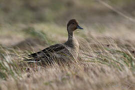 Eaton's Pintail