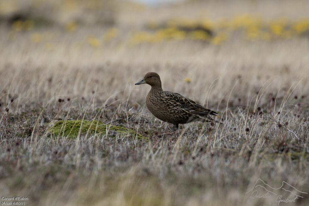 Canard d'Eaton