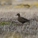 Canard d'Eaton