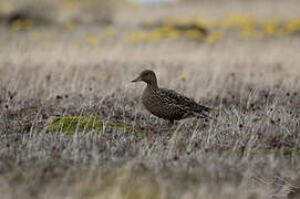 Eaton's Pintail