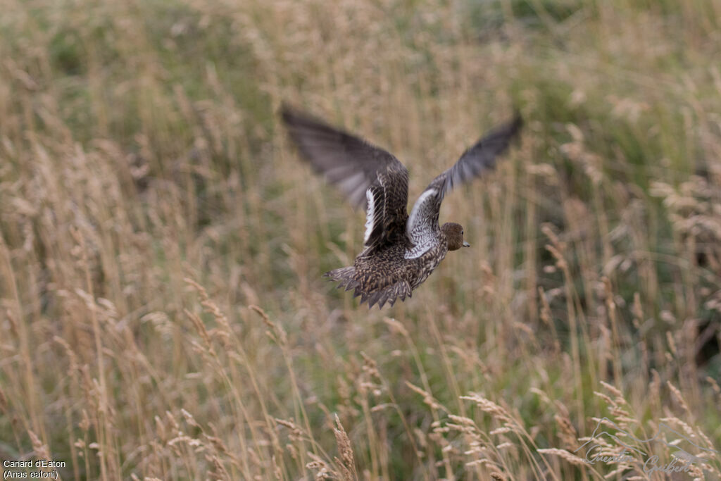 Eaton's Pintail