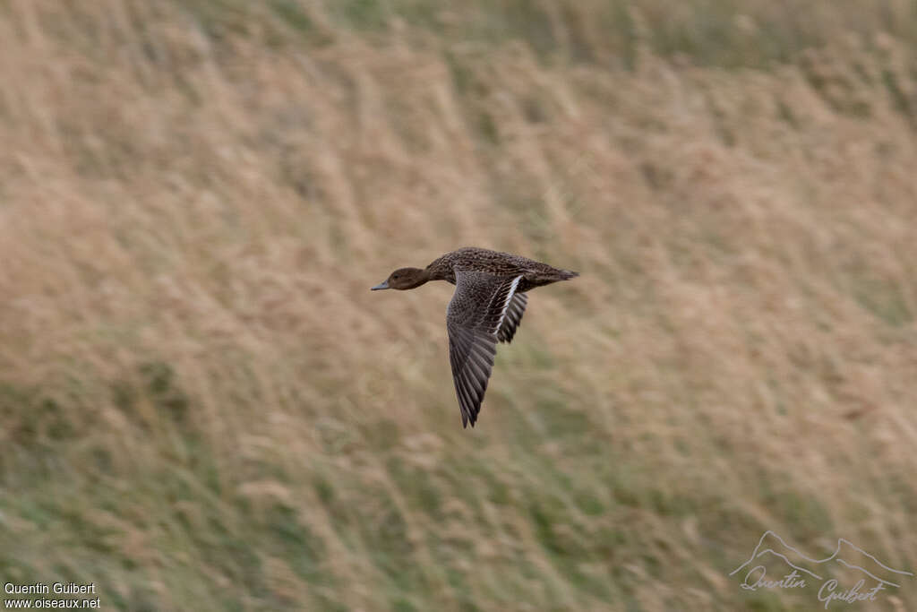 Eaton's Pintail, pigmentation, Flight