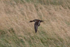 Eaton's Pintail