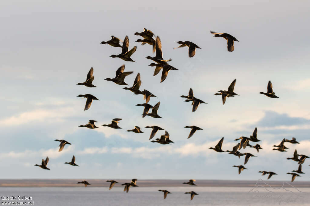 Eaton's Pintail, Flight