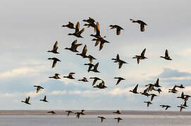 Eaton's Pintail