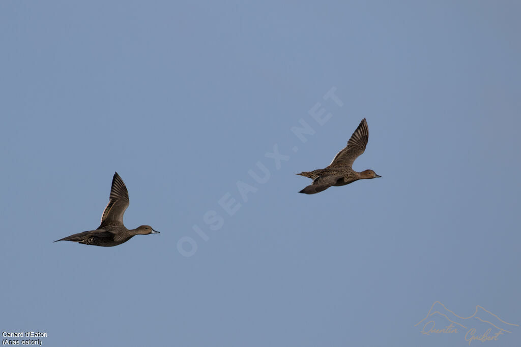 Eaton's Pintail