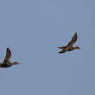 Canard d'Eaton