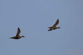 Eaton's Pintail