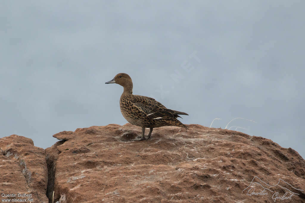 Eaton's Pintailadult, habitat, pigmentation