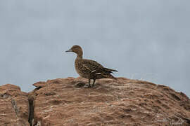 Eaton's Pintail