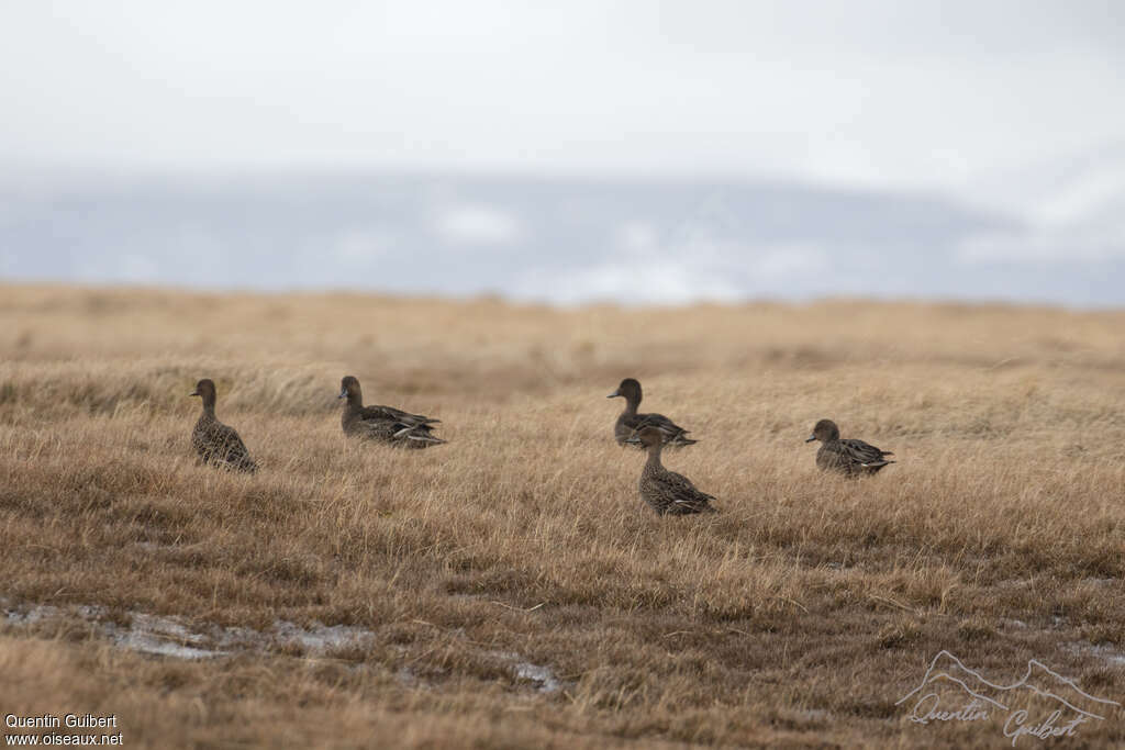 Eaton's Pintail, habitat