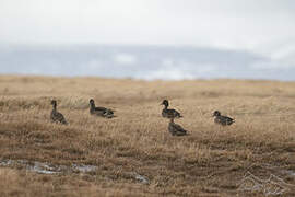 Eaton's Pintail