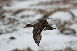 Eaton's Pintail