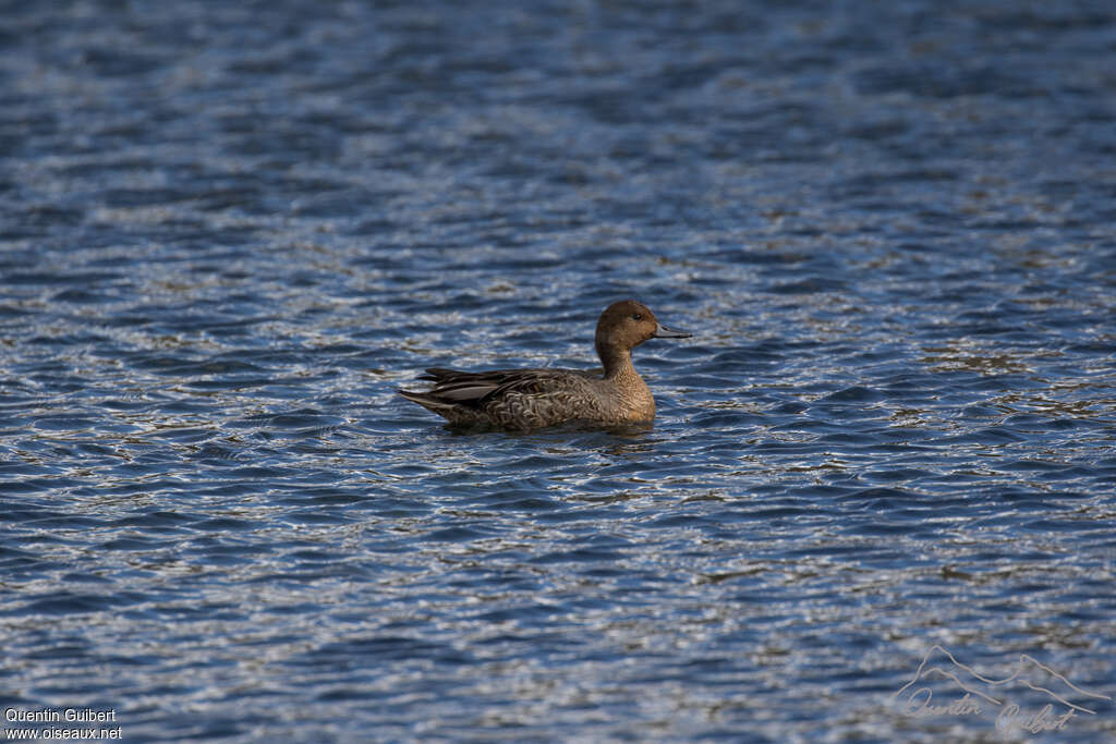 Canard d'Eaton, pigmentation, nage