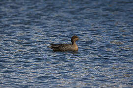 Eaton's Pintail