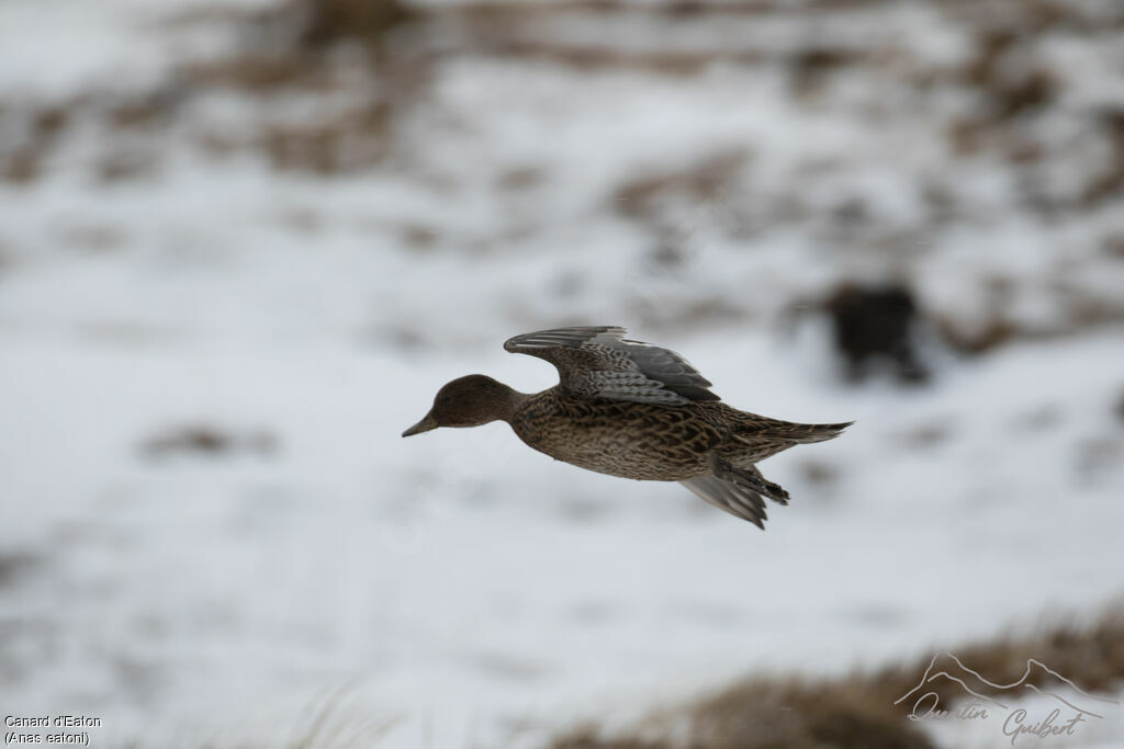 Eaton's Pintail female, identification, Flight