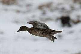 Eaton's Pintail