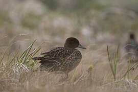 Eaton's Pintail