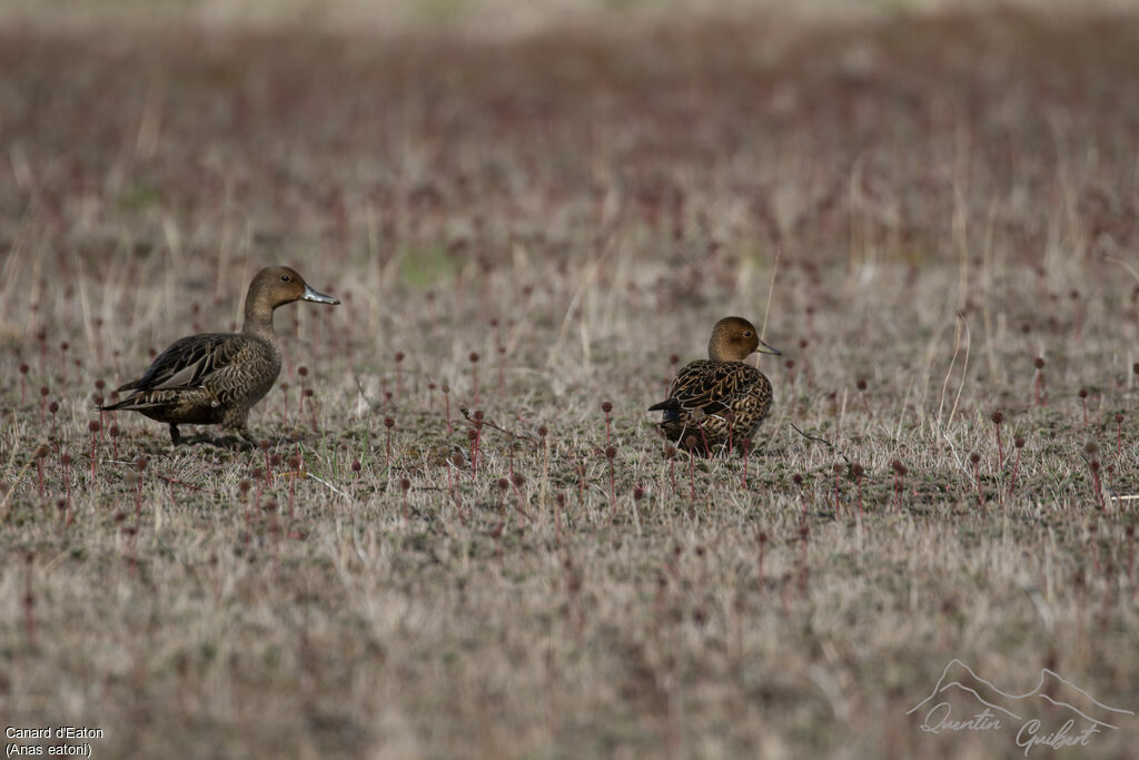 Canard d'Eaton