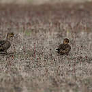 Canard d'Eaton