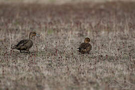 Eaton's Pintail