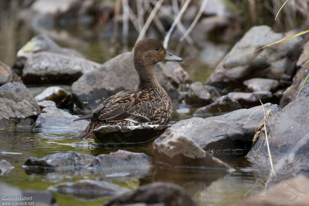 Canard d'Eaton