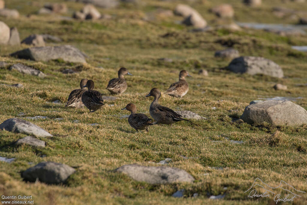 Eaton's Pintail, habitat