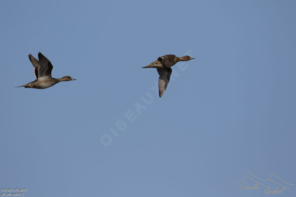 Eaton's Pintail