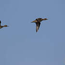 Canard d'Eaton