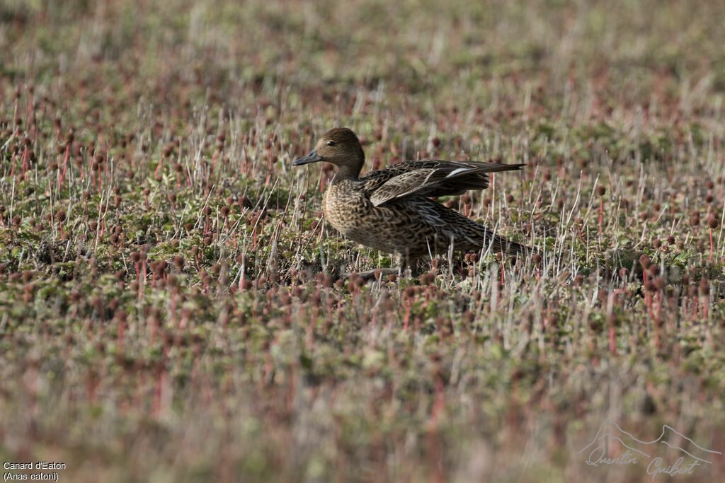 Canard d'Eaton