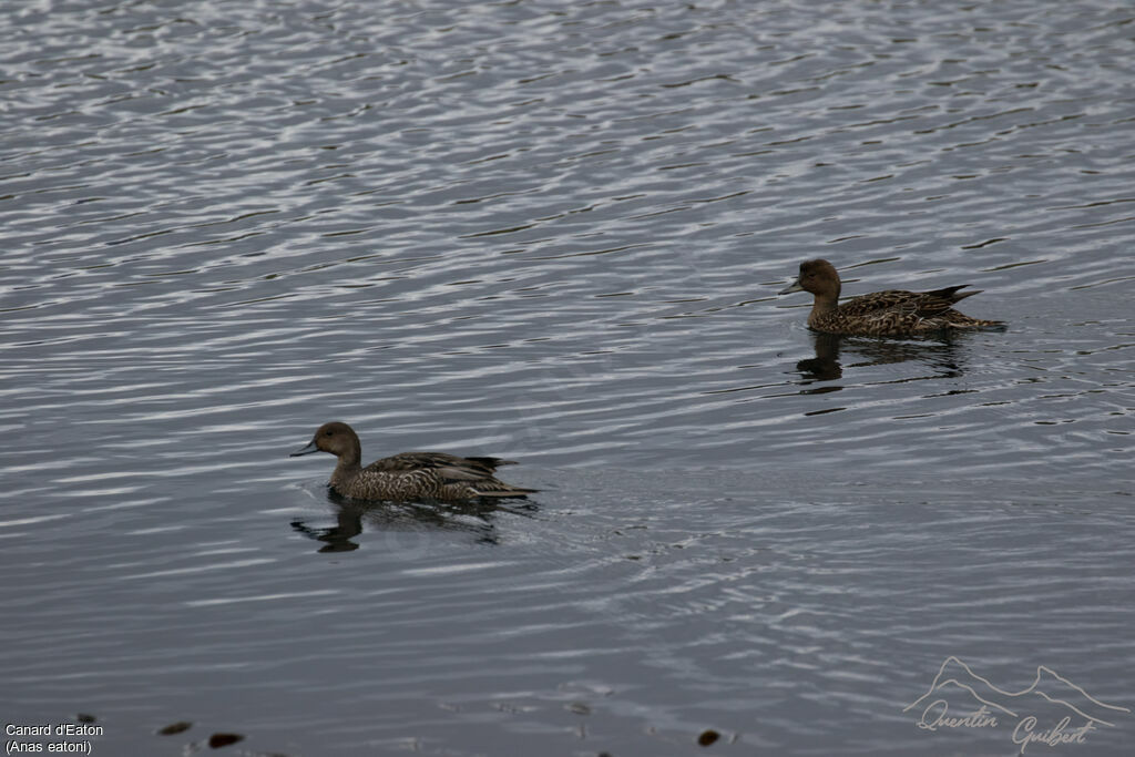 Eaton's Pintail