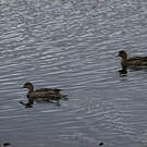 Canard d'Eaton