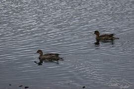 Eaton's Pintail