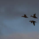 Canard d'Eaton