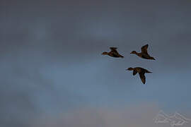 Eaton's Pintail