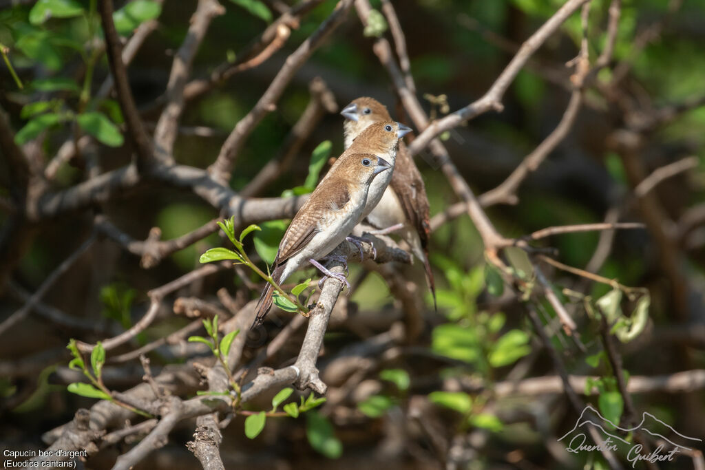 African Silverbill, identification