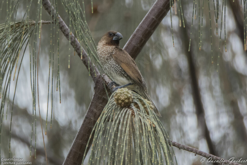 Scaly-breasted Munia male, identification