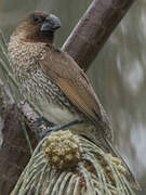 Scaly-breasted Munia